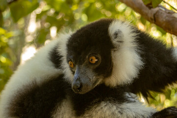 Fototapeta premium Black-and-white ruffed lemur