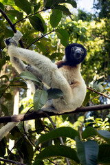 Fototapeta premium Crowned sifaka