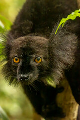 Black lemur © Raphael