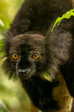 Black lemur