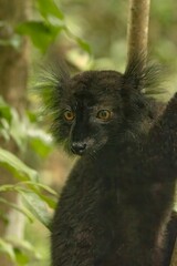 Black lemur © Raphael