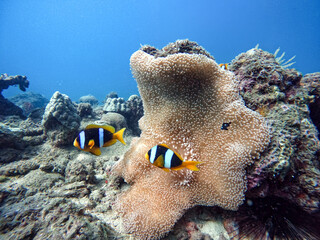 Clownfish and sea anemone © Raphael