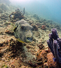 Map puffer © Raphael