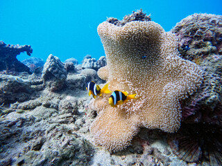 clownfish and anemone © Raphael
