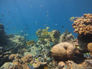coral reef with fish © Raphael