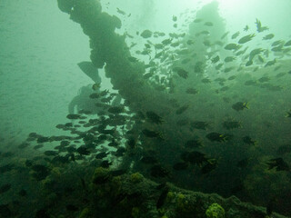 Fish and shipwreck © Raphael