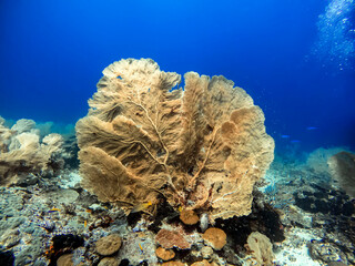 Gorgonian coral © Raphael
