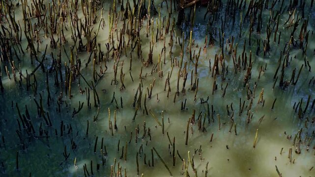 Mangrove Roots Submerged in Coastal Tidal Water of Java Indonesia Tropical Forest Ecosystem View