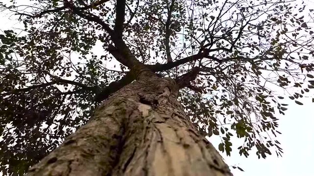 Low Angle View Looking Up a Tall Tree Trunk with Spreading Canopy for Forestry Conservation and Environment Concepts