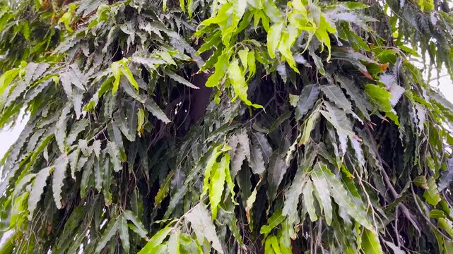 Close Up View of Lush Green Asoka Tree Foliage and Hanging Leaves for Botanical Gardening and Tropical Nature Concepts
