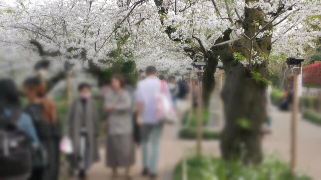 blurred landscape view of crowds people walking under cherry blossoms trees in full bloom hanami spring sakura festival in tokyo,Chiyoda chidorigafuchi area