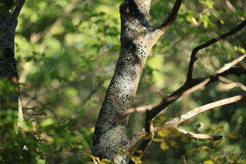 Obraz premium Sunlit Tree Trunk Surrounded by Green Foliage