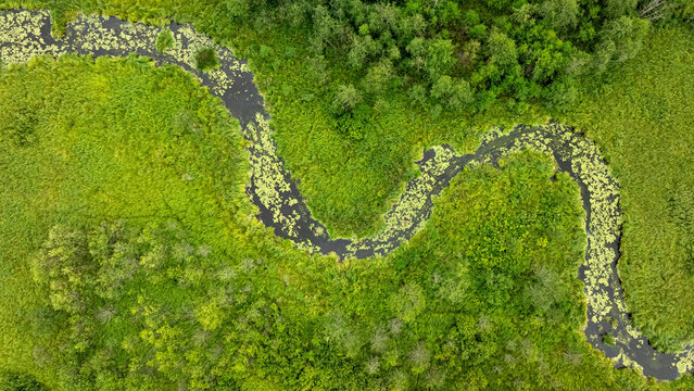 Overhead shot of a curvy river in green Polish forest.