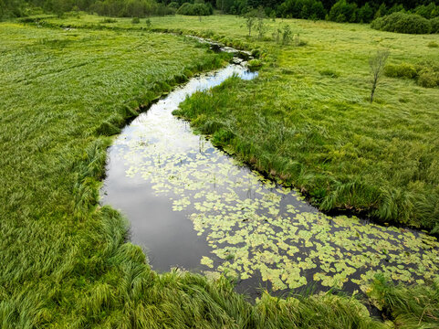 Meandering river in green summer forest, drone perspective from Poland.