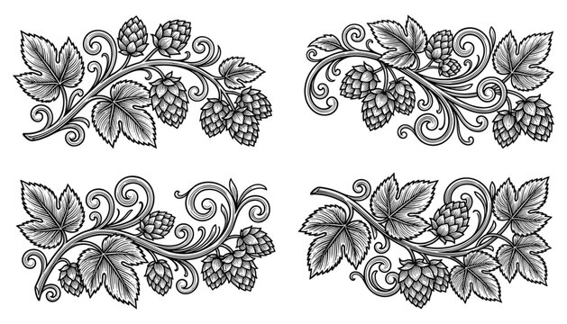 Vintage Hop Branch Engraving Vector Set with Hop Cones Leaves and Ornamental Swirls for Brewery Beer Label Design
