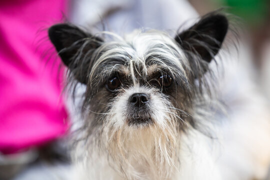 Shaggy Black and White Dog &ndash; Close-Up Face Portrait