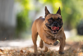 Fototapeta premium French Bulldog Running Outdoors in Nature