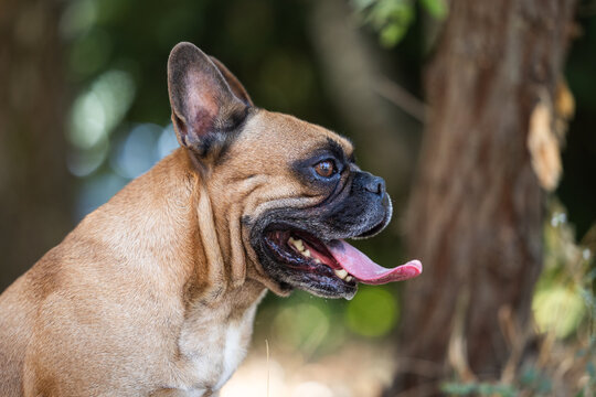French Bulldog Panting Outdoors &ndash; Dog Profile Portrait