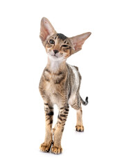 oriental kitten in studio © cynoclub