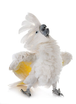 White cockatoo in studio