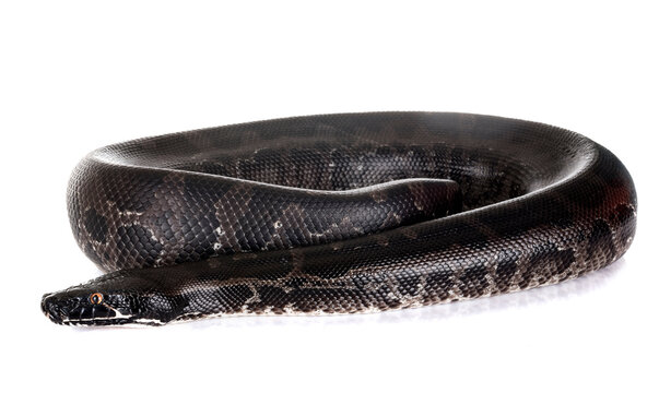 Python curtus in studio