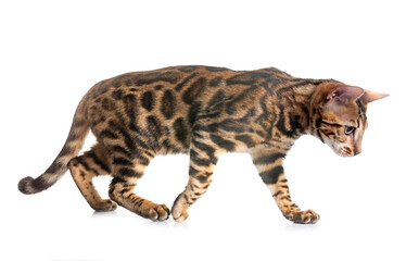 bengal kitten in studio © cynoclub