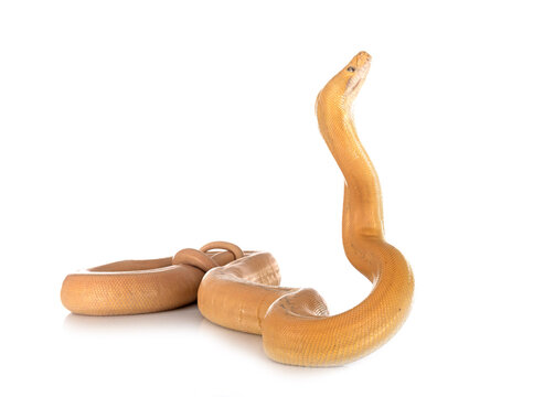 Reticulated python in studio