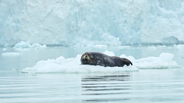 Bearded seal (Erignathus barbatus), during Snowfall in the High Arctic , Svalbard archipelago.