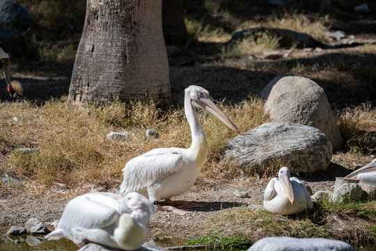 A Group of American White Pelicans in Palm Springs, California