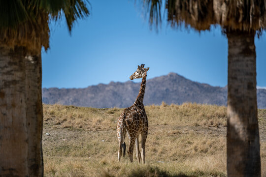 A long slender giraffe in Palm Springs, California