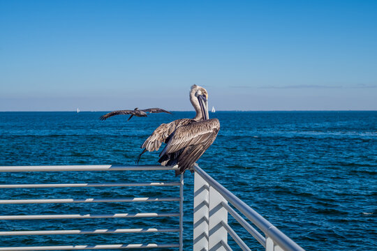 A Brown Pelican along St Petersburg, Florida