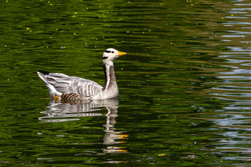 The bar-headed goose, Anser indicus is a goose that breeds in Central Asia in colonies of thousands © rudiernst