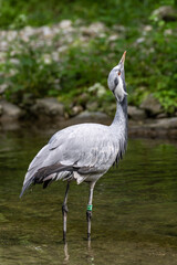 Fototapeta premium The Blue Crane, Grus paradisea, is an endangered bird