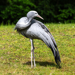 Fototapeta premium The Blue Crane, Grus paradisea, is an endangered bird