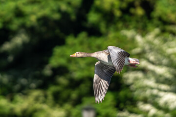 The flying greylag goose, Anser anser is a species of large goose © rudiernst