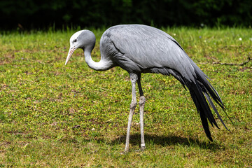 Fototapeta premium The Blue Crane, Grus paradisea, is an endangered bird