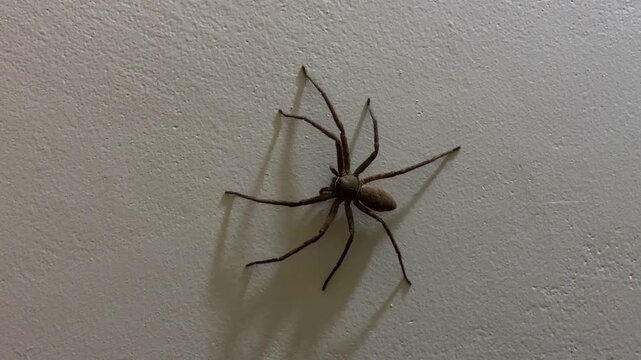 Large huntsman spider on white wall runs as camera approaching closer to the predator
