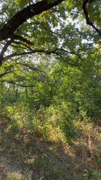 trees in the forest