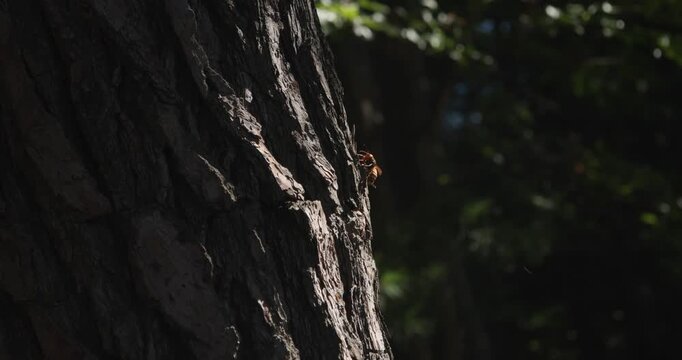 Bee Hornet B Roll on a Tree