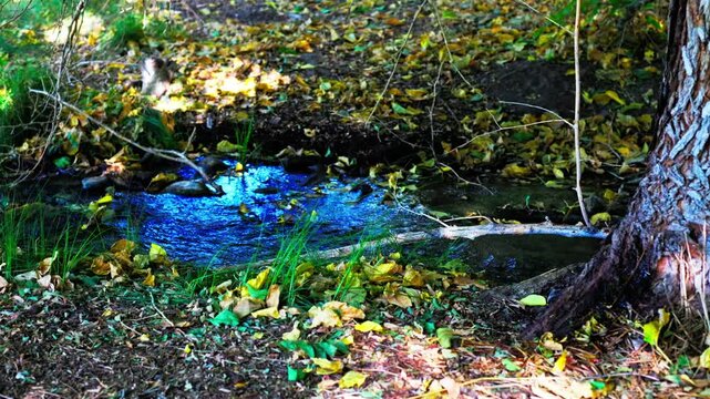 Slow babbling stream in southwest woodlands