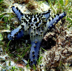 Philippines sea life © Brian
