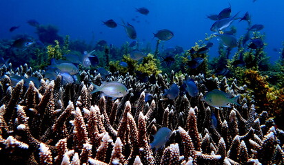 Philippines sea life © Brian