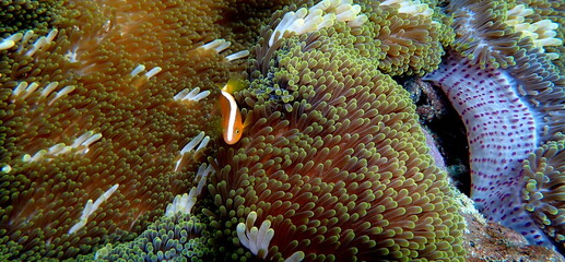 Philippines sea life © Brian