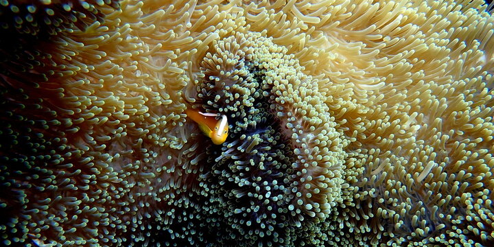 Philippines sea life