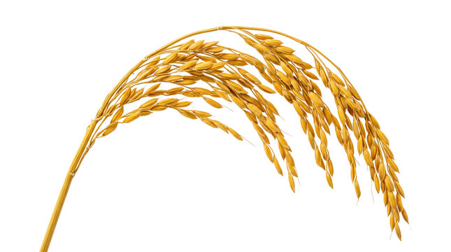 Golden Ripe Rice Panicle Grain Head Closeup On Stem.