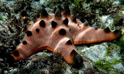 Philippines sea life © Brian