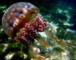 Philippines sea life © Brian