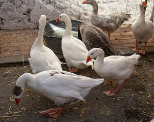 Group of white domestic geese walking and foraging in a poultry yard during daylight hours © catocala
