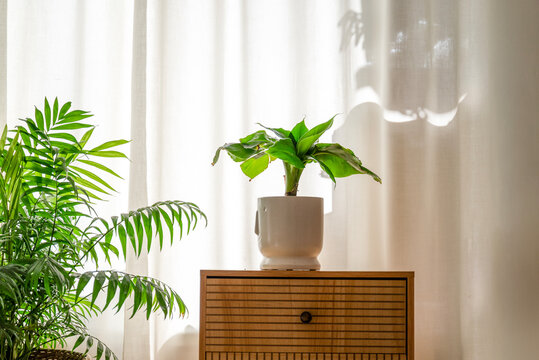 Banana tree Plant in a pot for home decoration