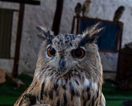 Eurasian eagle owl looks at the camera with wide orange eyes in a natural setting